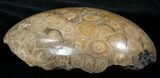Polished Fossil Coral Head - Morocco #14640-1